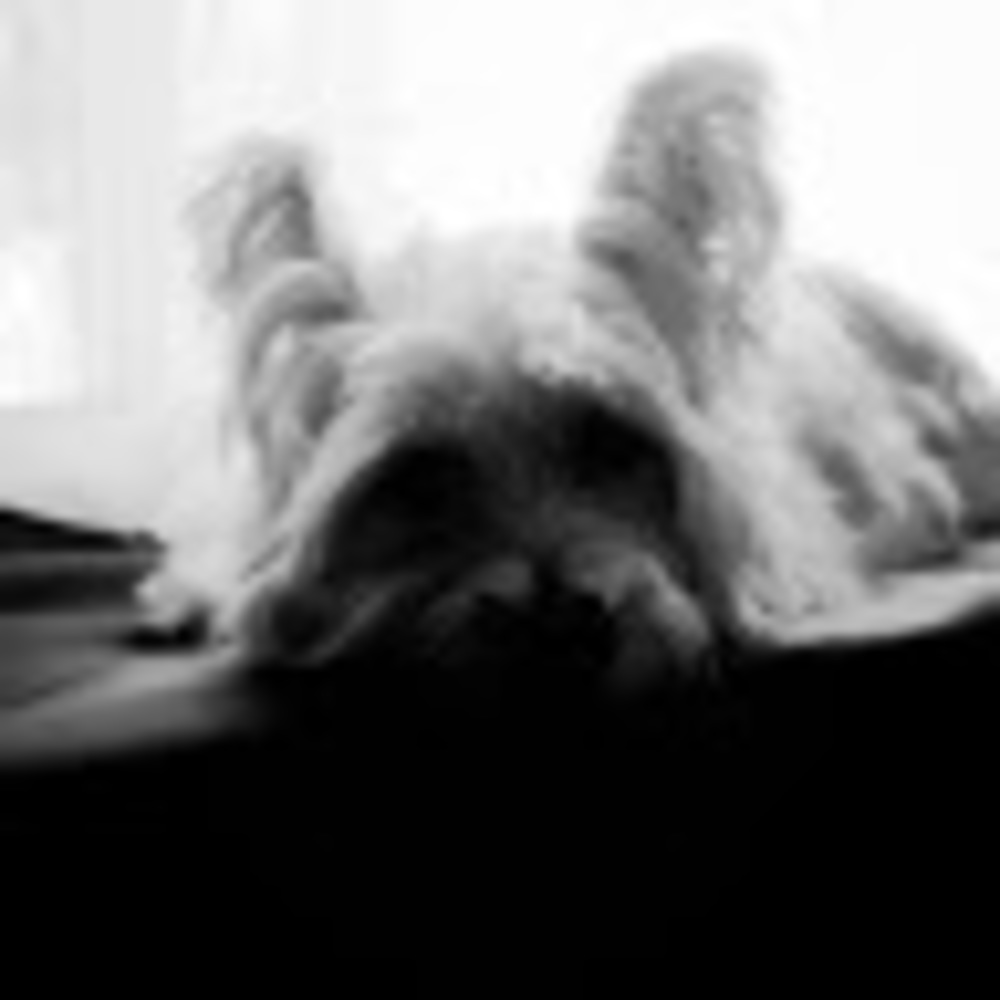 Meet your Posher, Avery